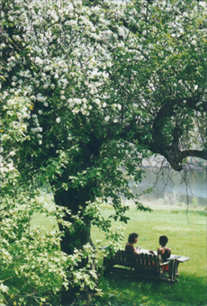 women under tree